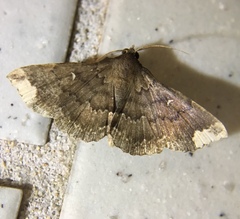 Adrapsa quadrilinealis