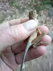 Otocryptis nigristigma