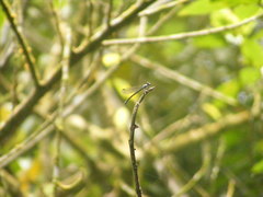 Bayadera brevicauda