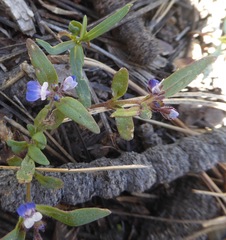 Collinsia torreyi