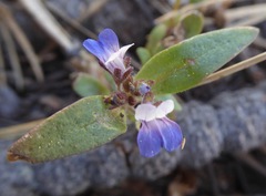Collinsia torreyi