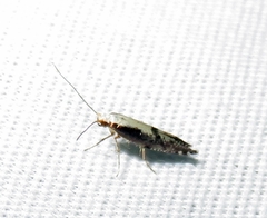 Argyresthia conjugella