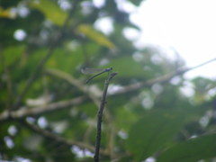Bayadera brevicauda