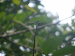 Bayadera brevicauda