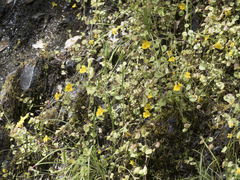 Erythranthe glaucescens