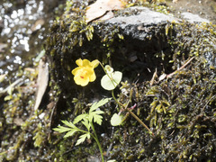 Erythranthe glaucescens
