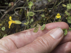 Erythranthe glaucescens