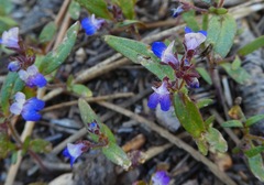 Collinsia torreyi