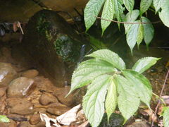 Psolodesmus mandarinus dorothea