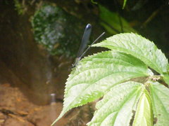 Psolodesmus mandarinus dorothea