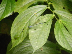 Bayadera brevicauda