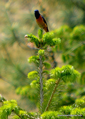 Phoenicurus frontalis