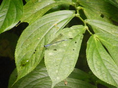 Bayadera brevicauda
