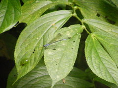Bayadera brevicauda