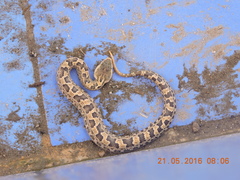 Ovophis monticola