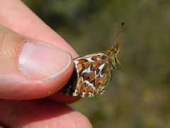 Boloria freija