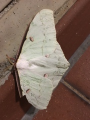 Actias sinensis