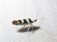 Argyresthia calliphanes
