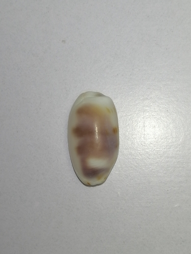 Cypraea pallidula observed 2024-08-05