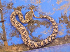 Ovophis monticola