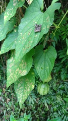 Thladiantha punctata