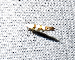 Argyresthia calliphanes