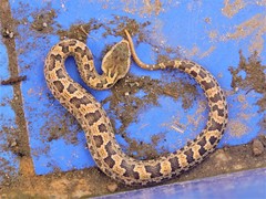 Ovophis monticola