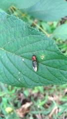 Ludioschema obscuripes