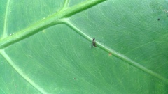 Teleopsis quadriguttata