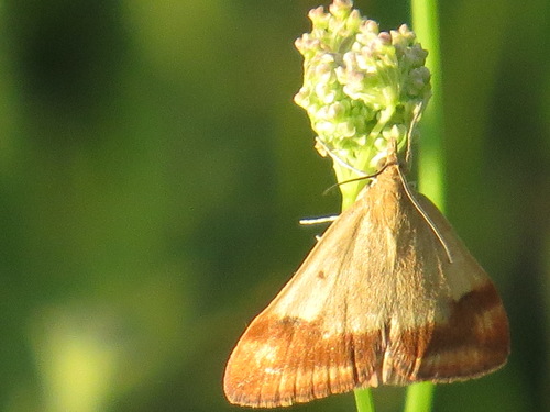 Rusty Pyrausta photo 5