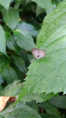 Megisba malaya sikkima