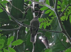 Lipaugus vociferans
