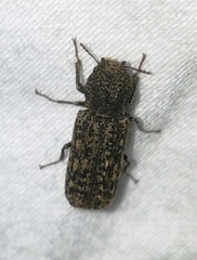 Lichenophanes bicornis