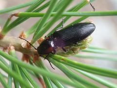 Selatosomus edwardsi