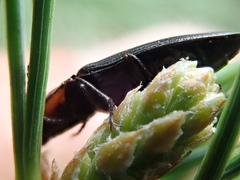 Selatosomus edwardsi