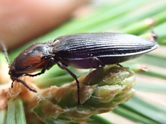 Selatosomus edwardsi