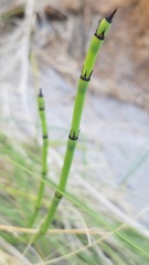 Equisetum laevigatum