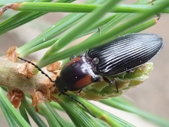 Selatosomus edwardsi