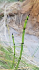 Equisetum laevigatum