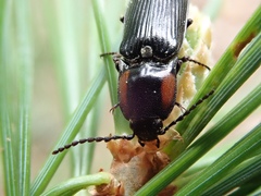 Selatosomus edwardsi