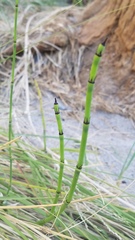 Equisetum laevigatum