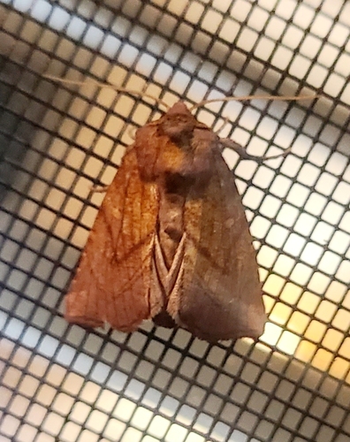 Sensitive Fern Borer Moth photo 4