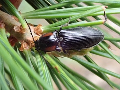 Selatosomus edwardsi