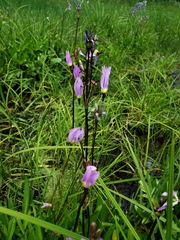 Primula tetrandra