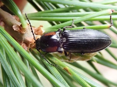 Selatosomus edwardsi