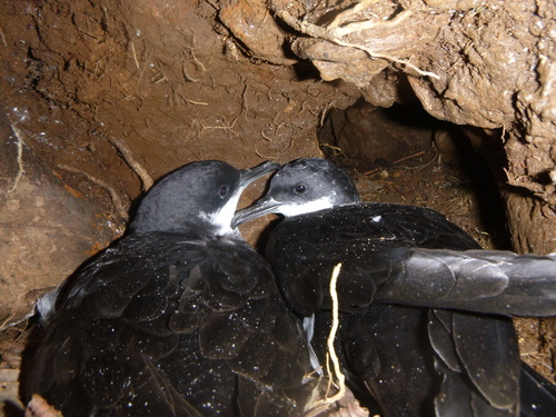 Puffinus newelli observed 2023-08-18
