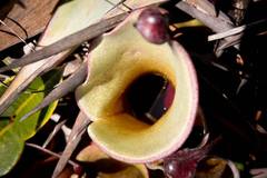 Heliamphora nutans