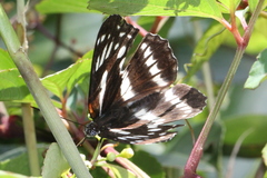 Limenitis sulpitia