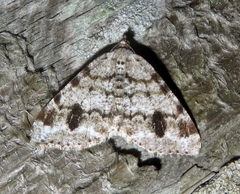 Macaria signaria