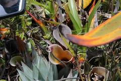 Heliamphora nutans